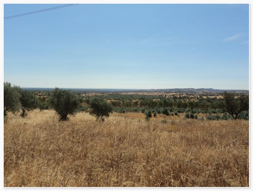 Crop_for_sale_in_Grandola _SMA7492